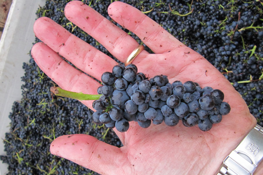 Hands holding Pinot Noir cluster