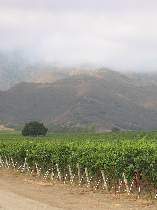 Sonoma County Vineyards