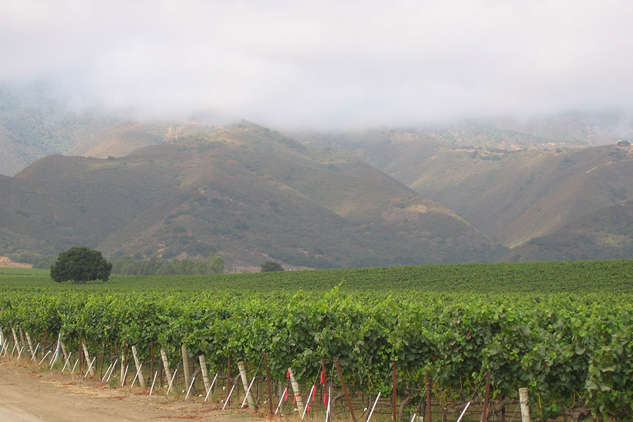 Marin County Vineyards