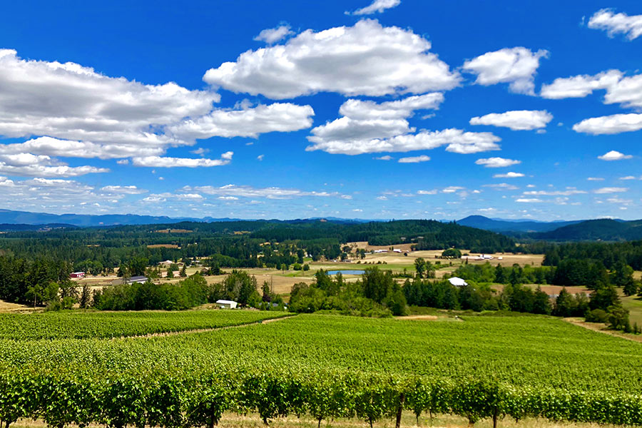 Willamette, Oregon Vineyard