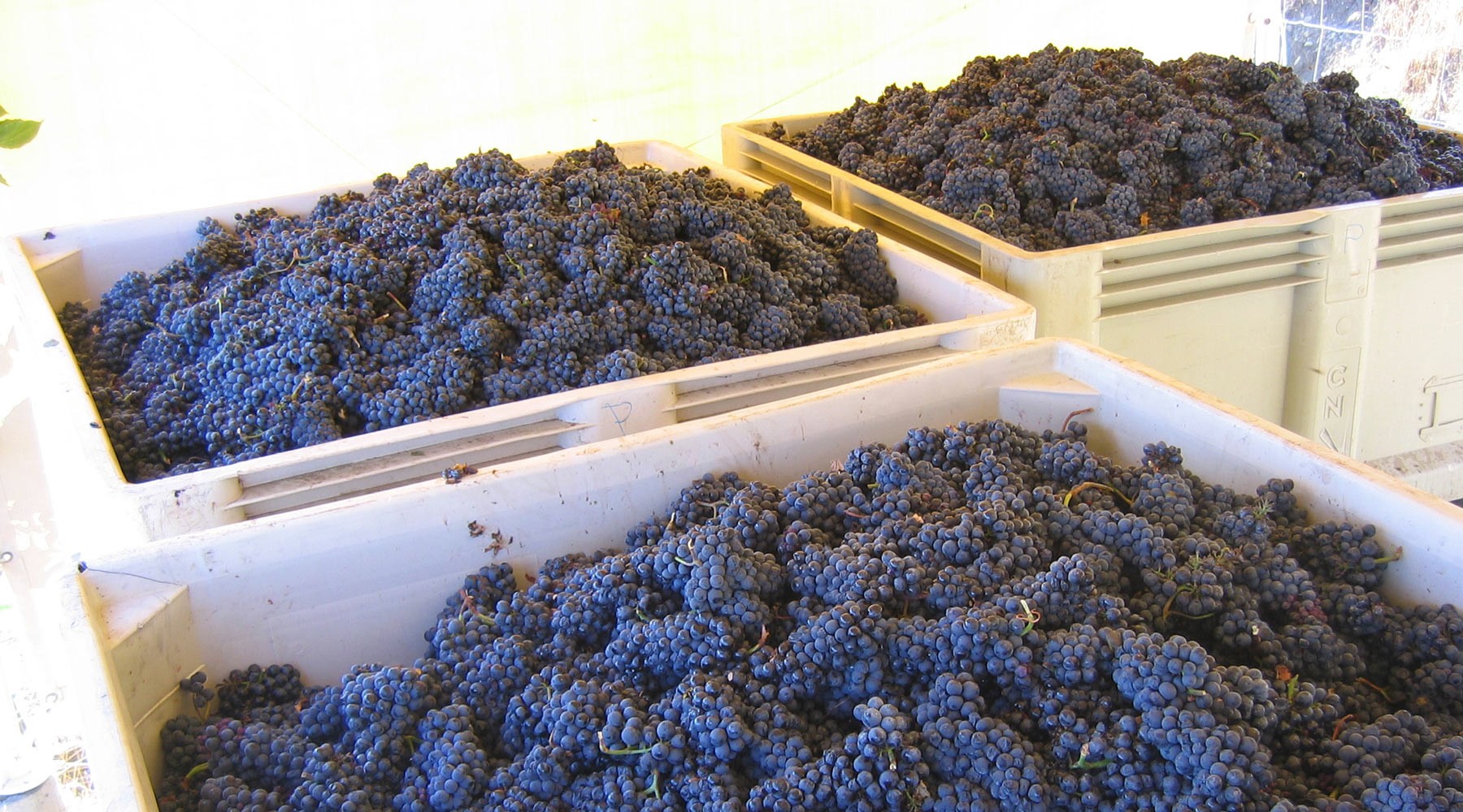 Pinot Noir grapes in bins