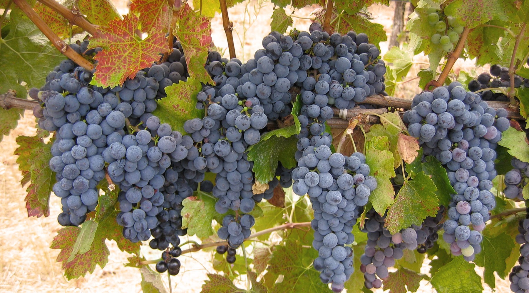 Pinot Noir Grapes on Vine